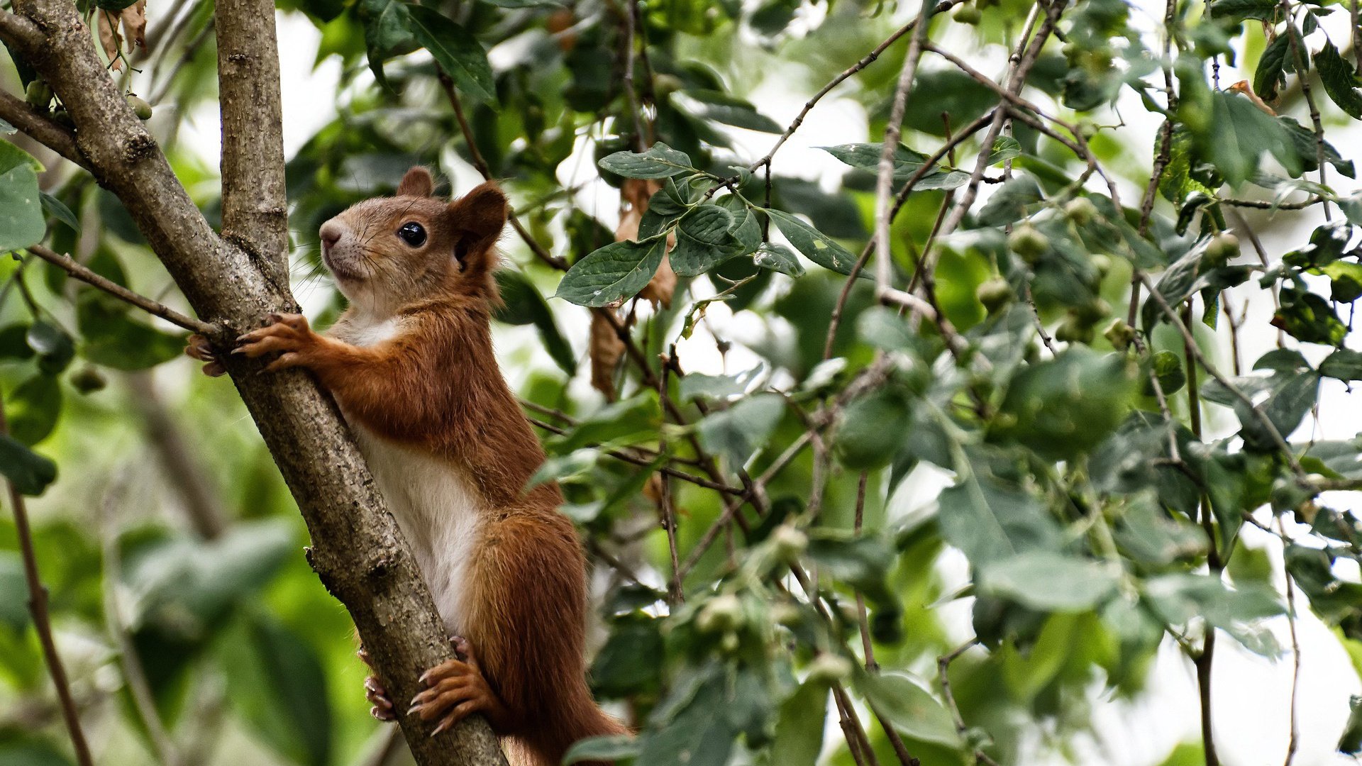 绝境引爆者！杰伦格林关键节点连砍12分率队翻盘 开拓者末节窒息防守锁死黄蜂