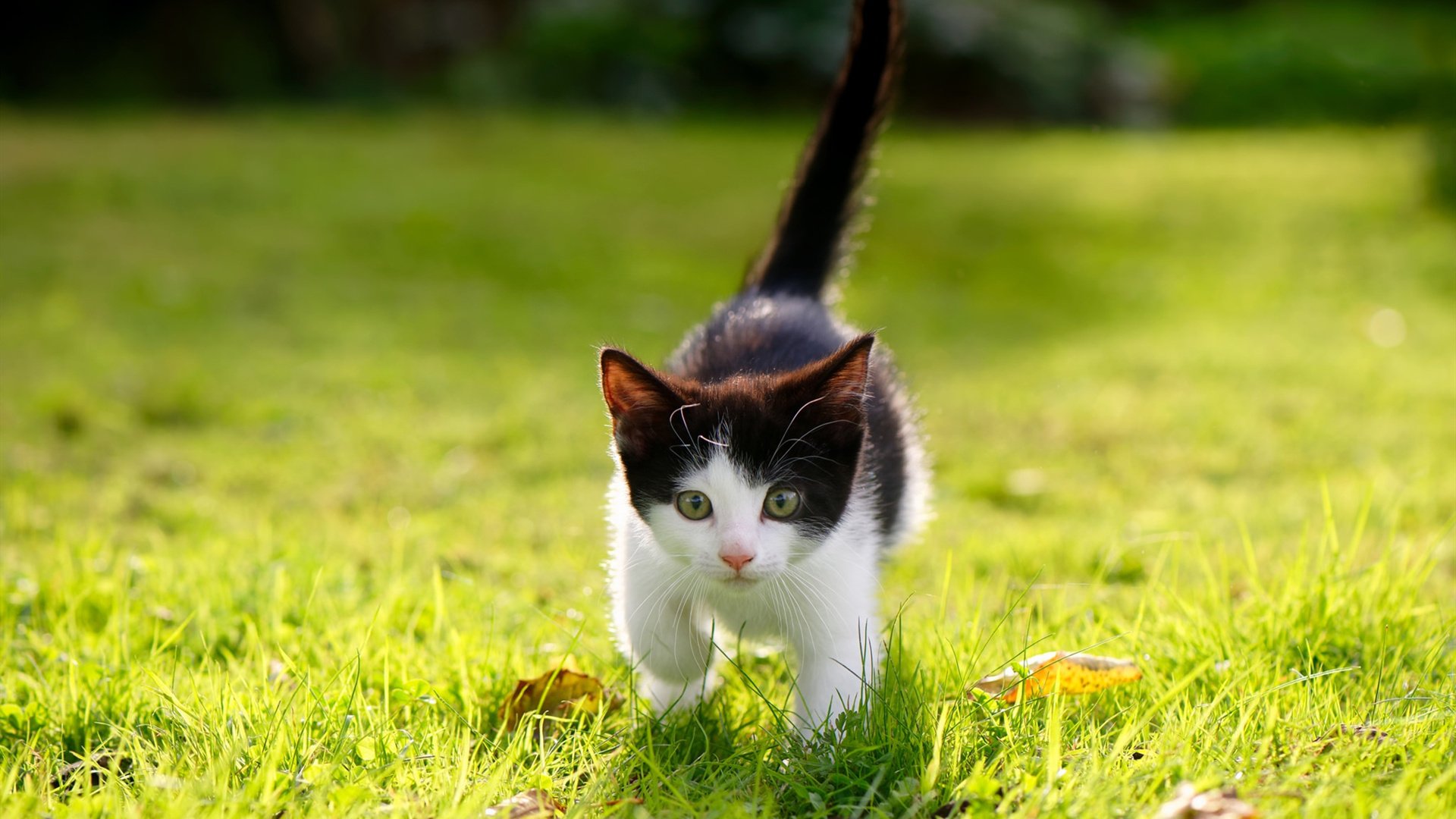 沙漠之狐对阵安第斯雄鹰，德甲争冠节奏下的异域战术博弈