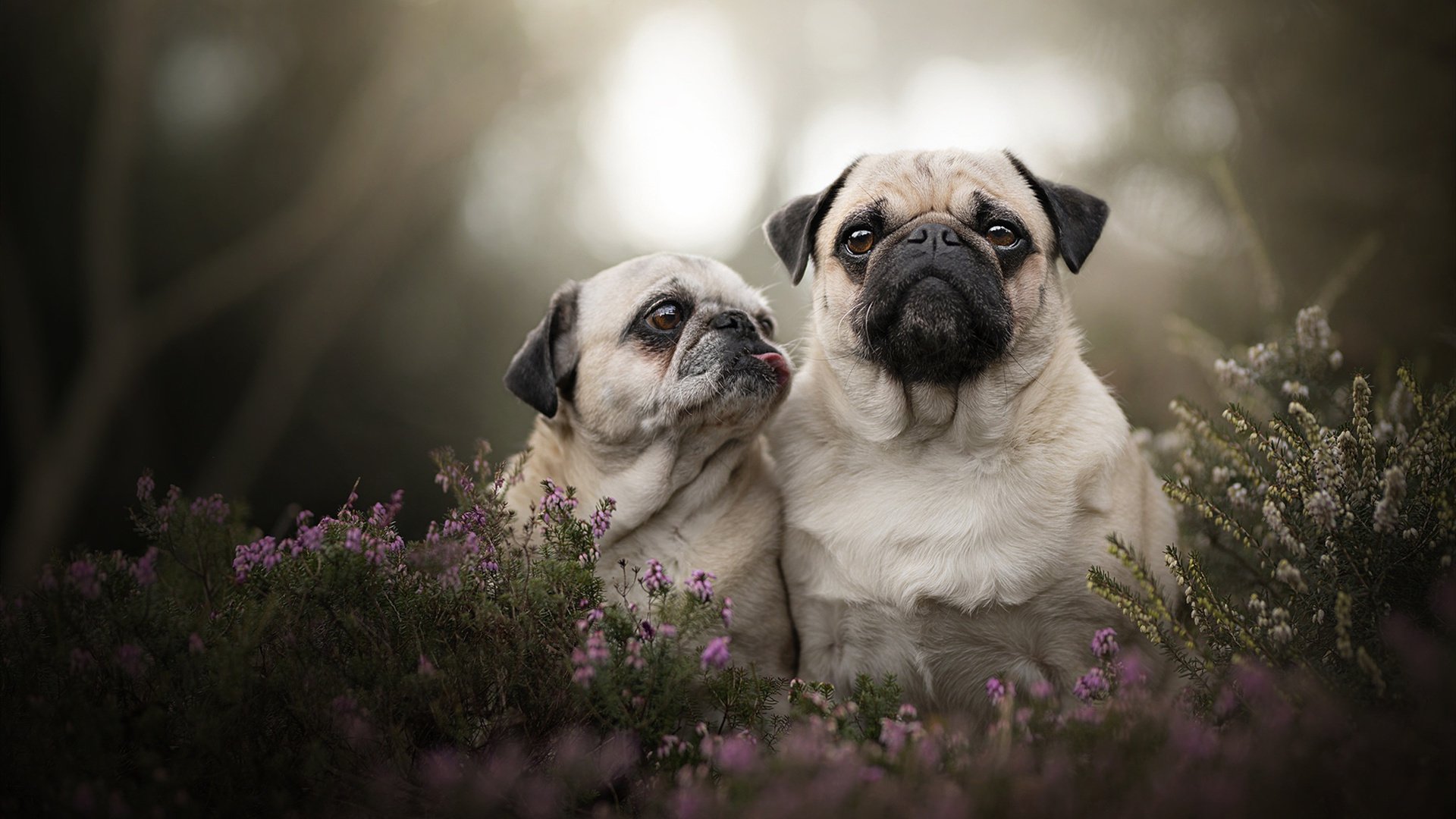 从炮弹到足球，伊拉克如何在创伤中走出自己的足球之路