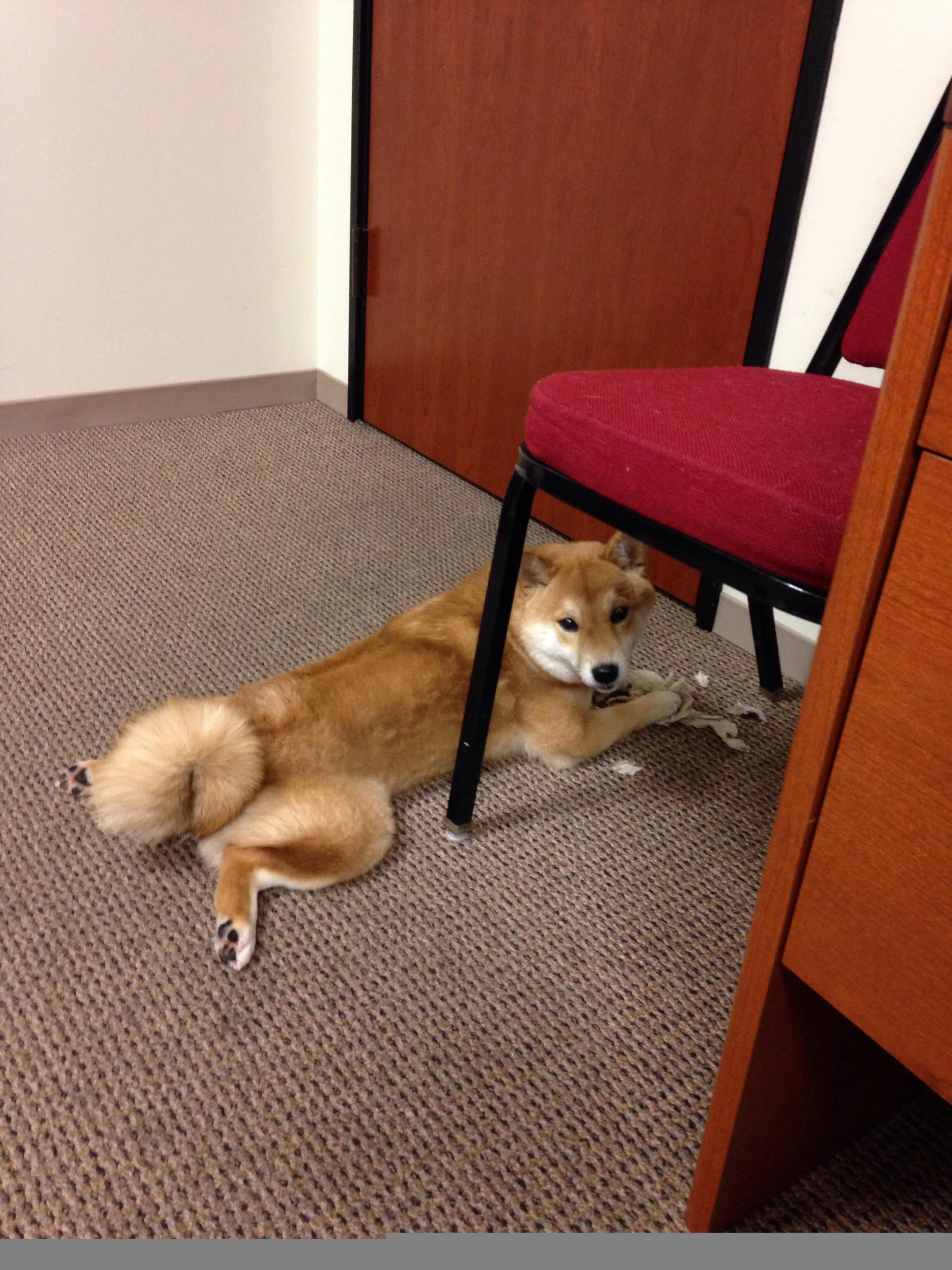 16秒奇迹,当湖人颠覆王朝的序曲响起