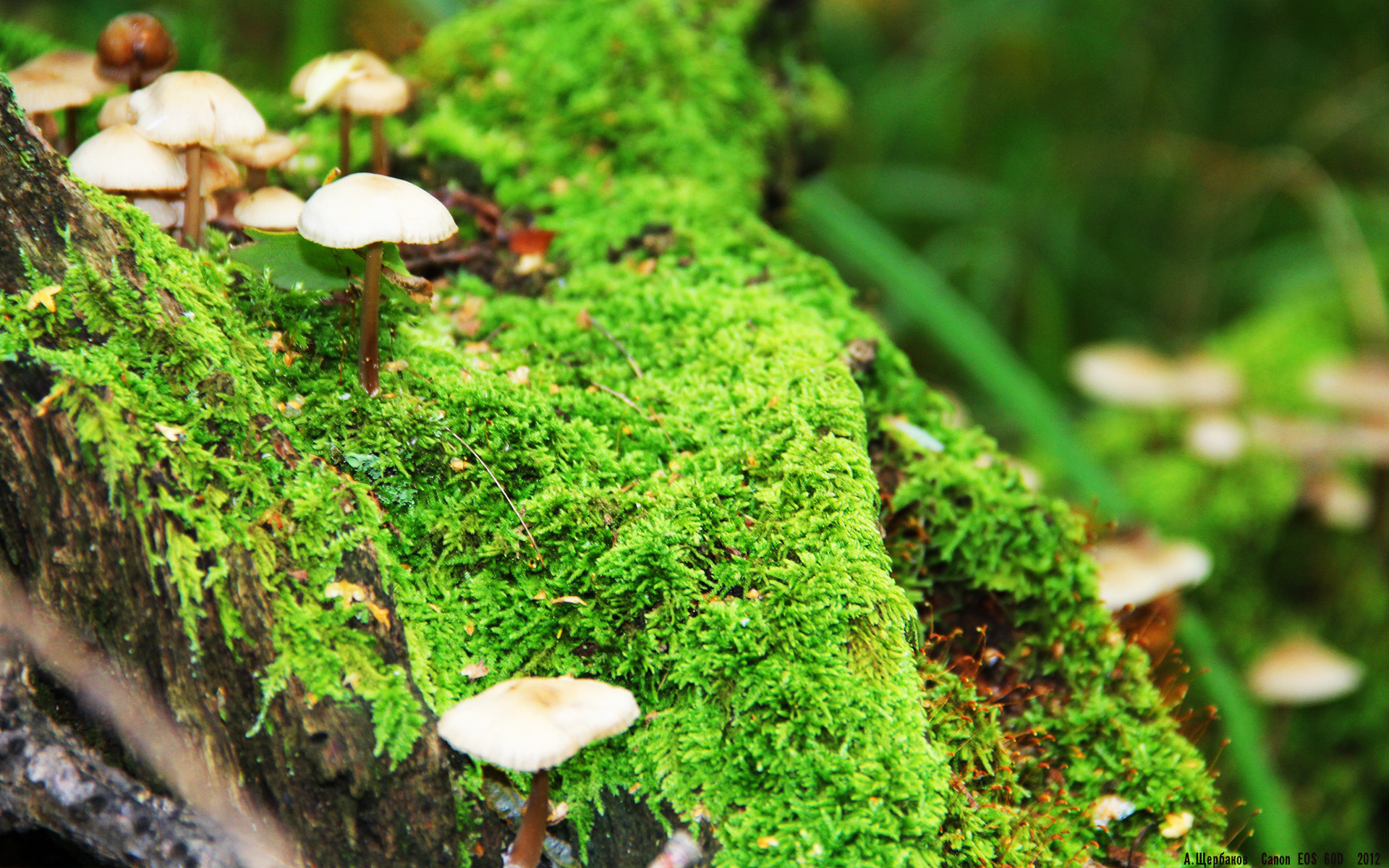 当欧冠的星光洒向南半球，尼日利亚如何在这场洲际淘汰赛中带走了秘鲁的骄傲