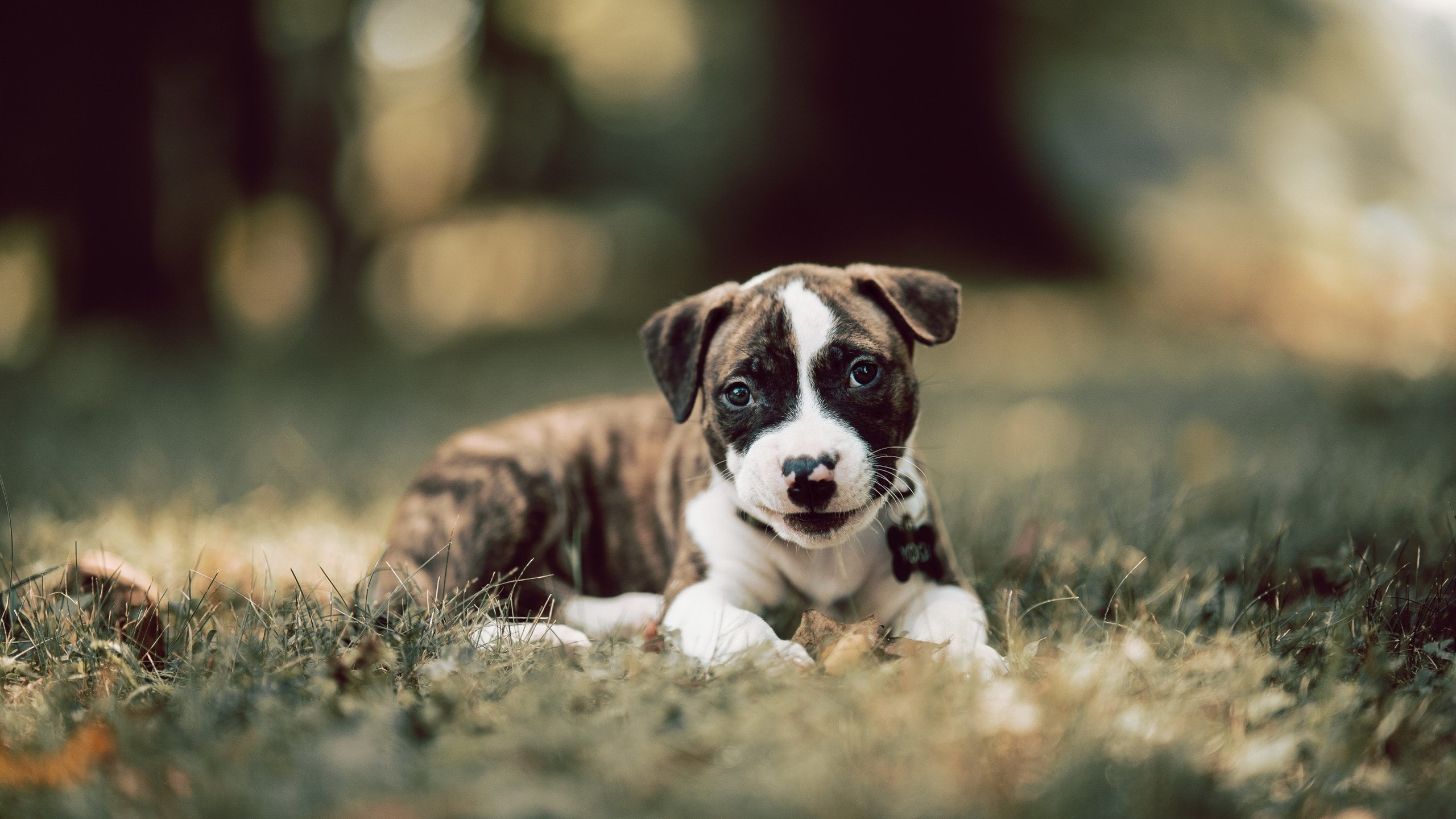 跨界三队混战,杜兰特52分神迹,热火加时险胜,新疆队赛后竟获冠军奖杯?