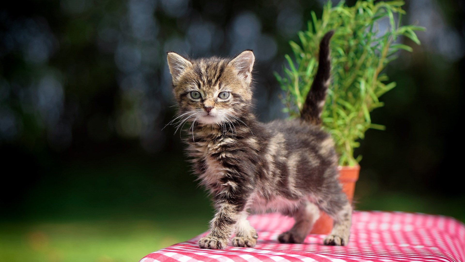 跨界激战，欧文用魔法节奏撕裂广东铁血防线