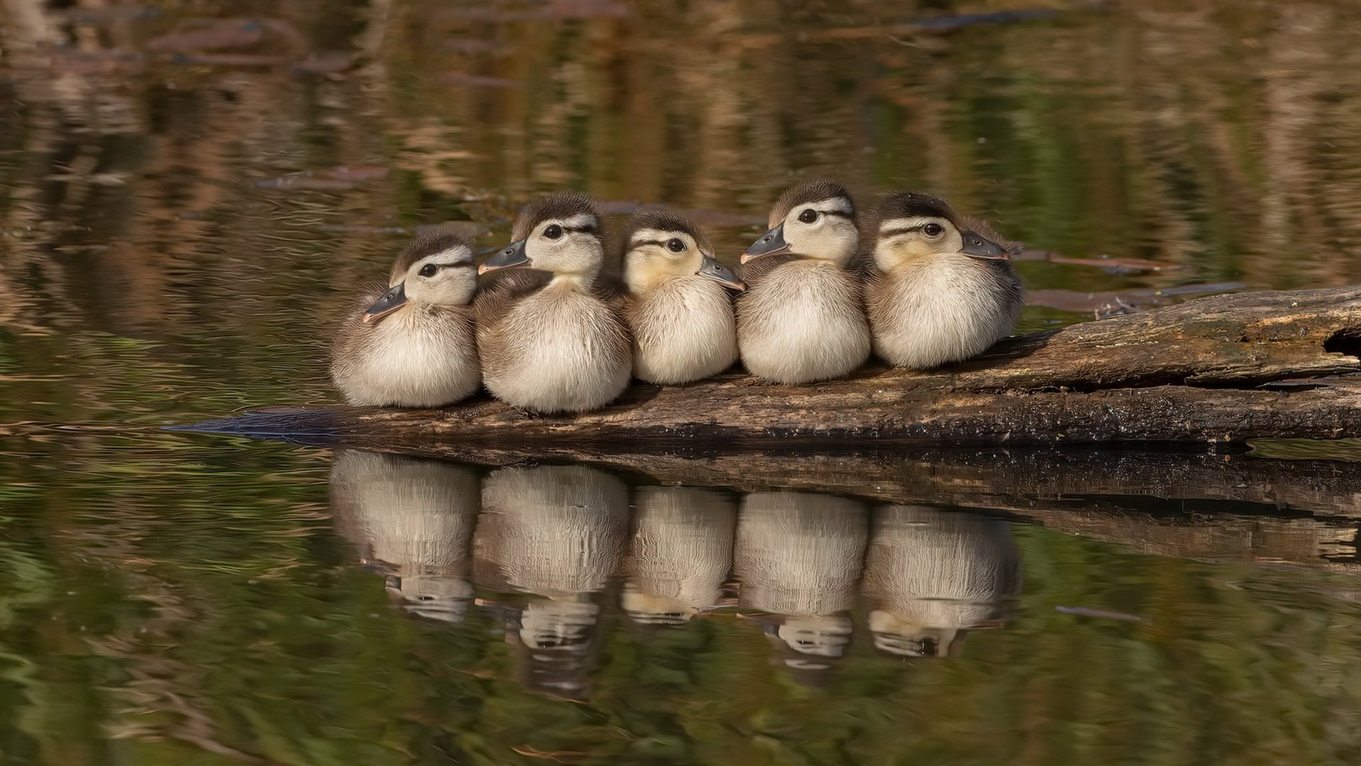 月光如锁链，欧冠决赛夜，那个用篮球灵魂锁死足球的人