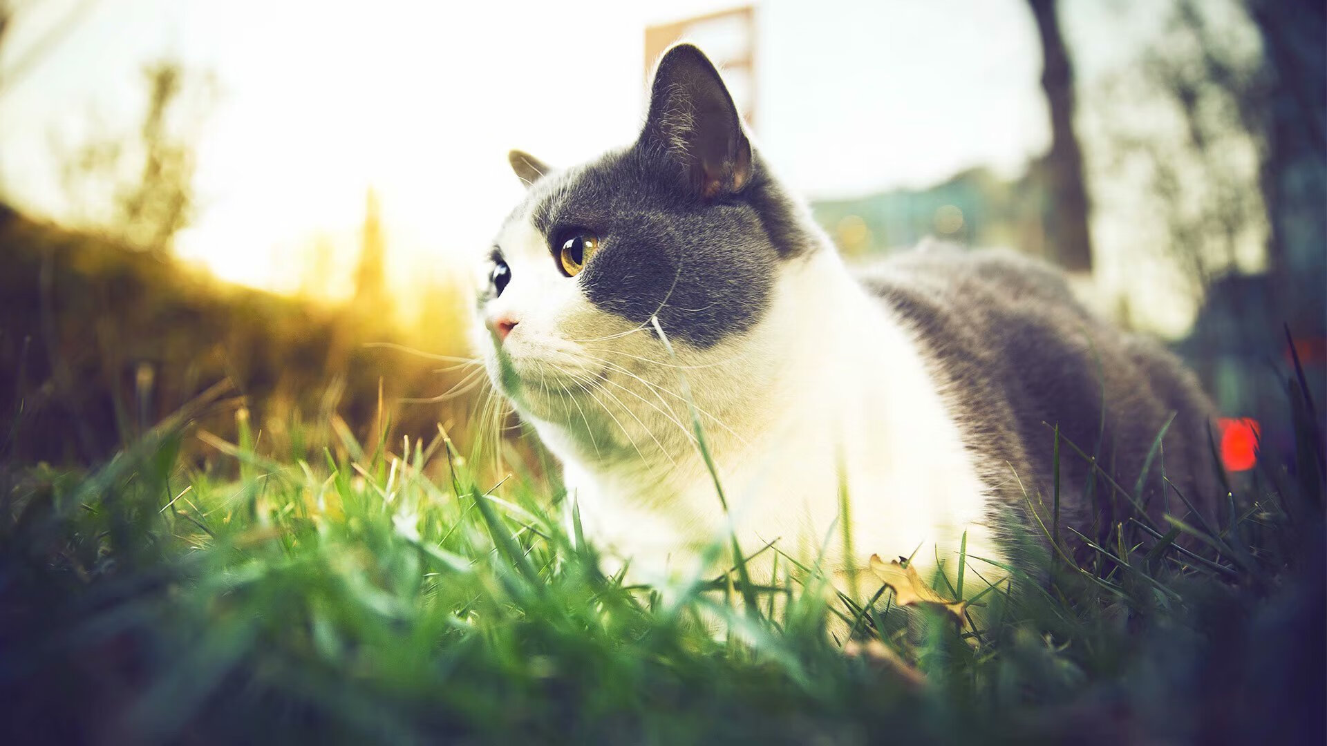 平行篮筐，当新疆红山响起NBA总决赛的哨音