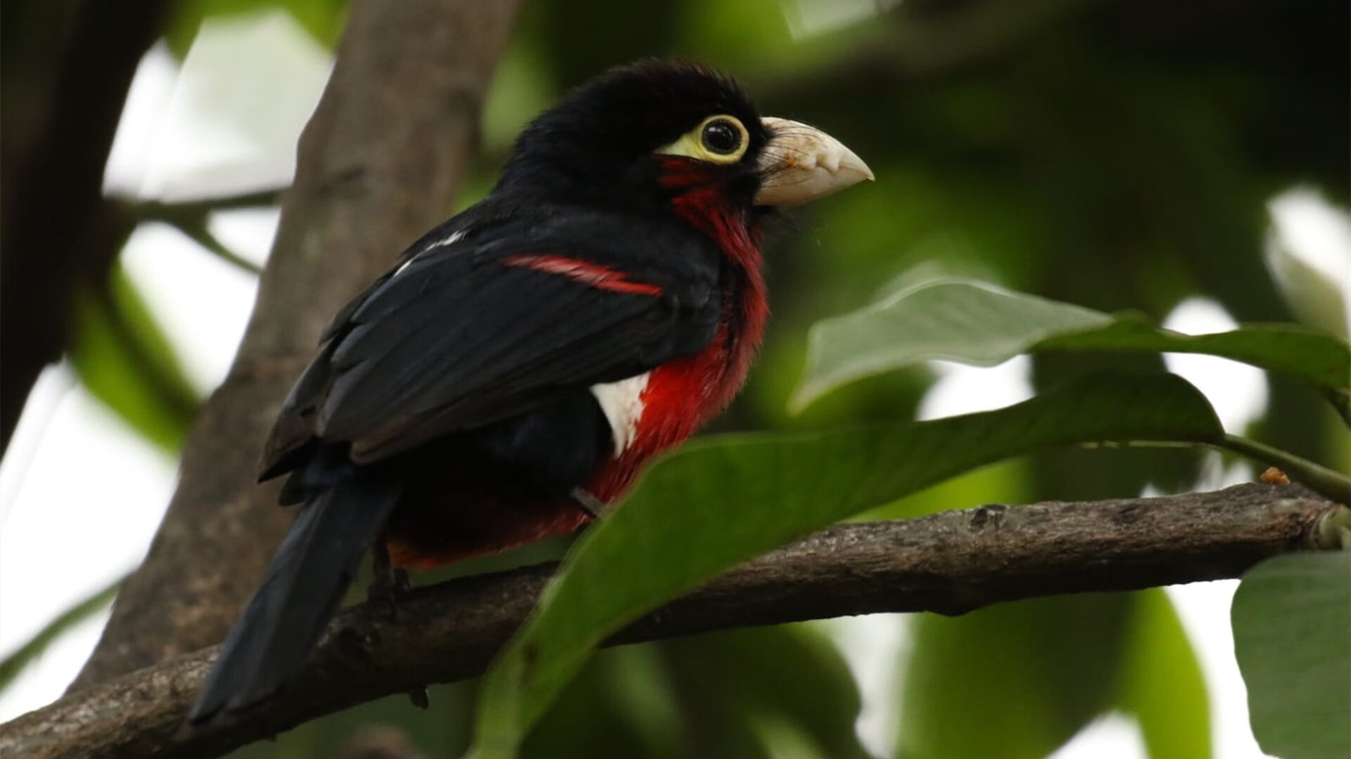 莫德里奇神级爆发，AC米兰客场踏平拉齐奥