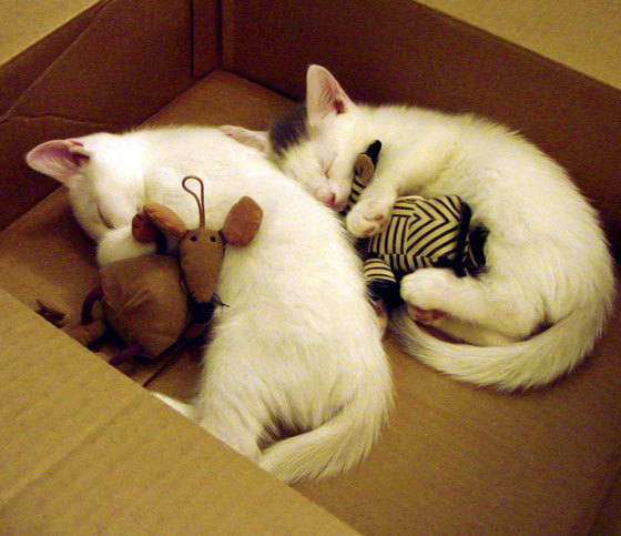 节奏的艺术，约基奇的慢与公牛的快