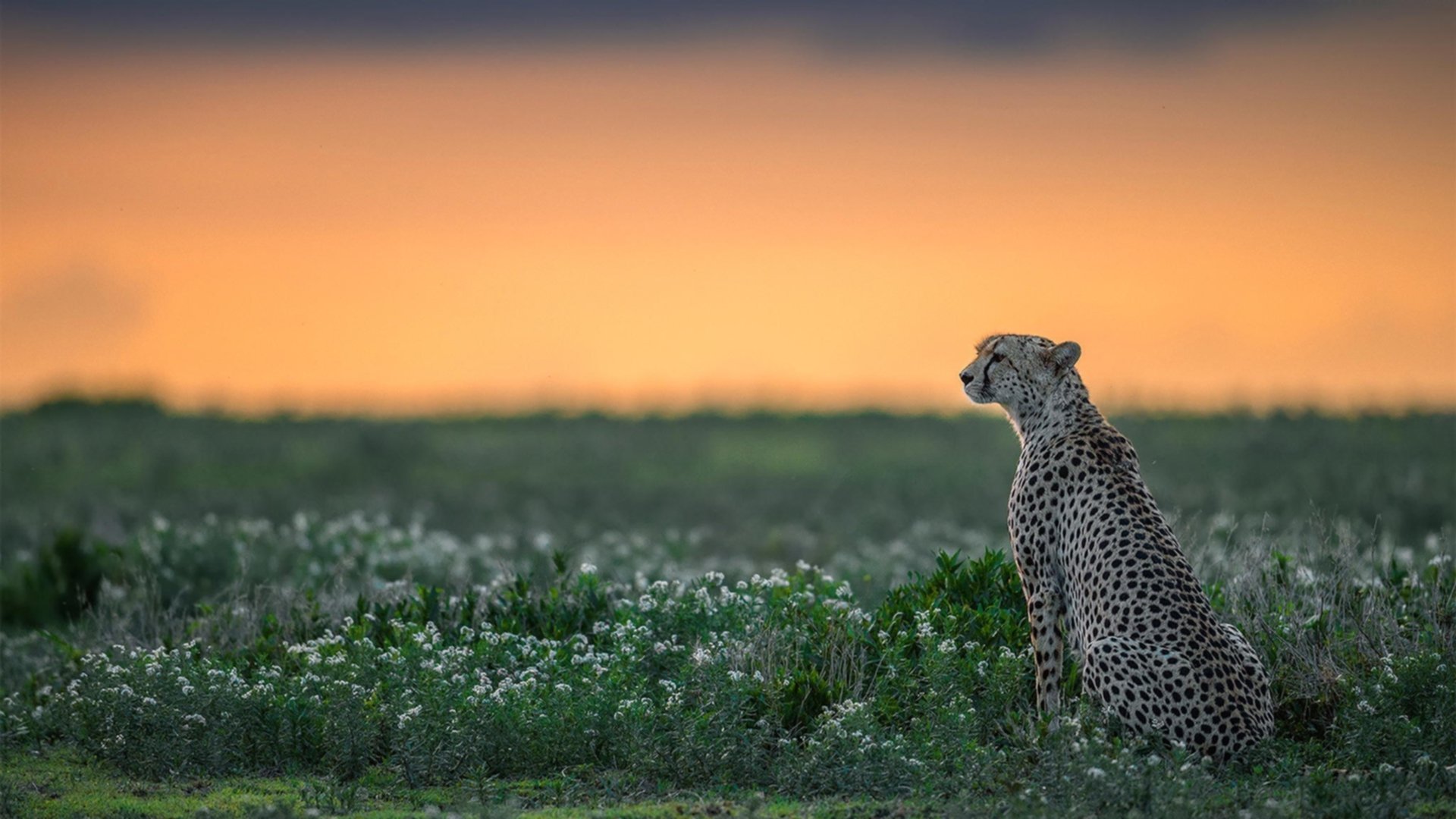 鹈鹕狙击太阳，杰伦·格林如何化身关键先生改写剧本