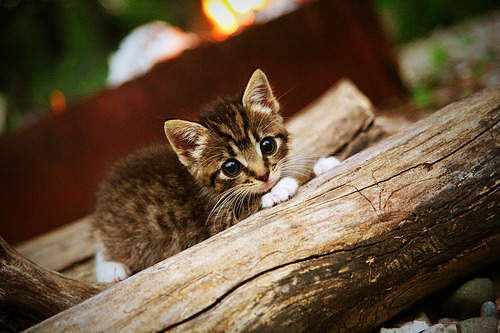 以一己之力！乔治三分如雨，开拓者摧枯拉朽击溃太阳
