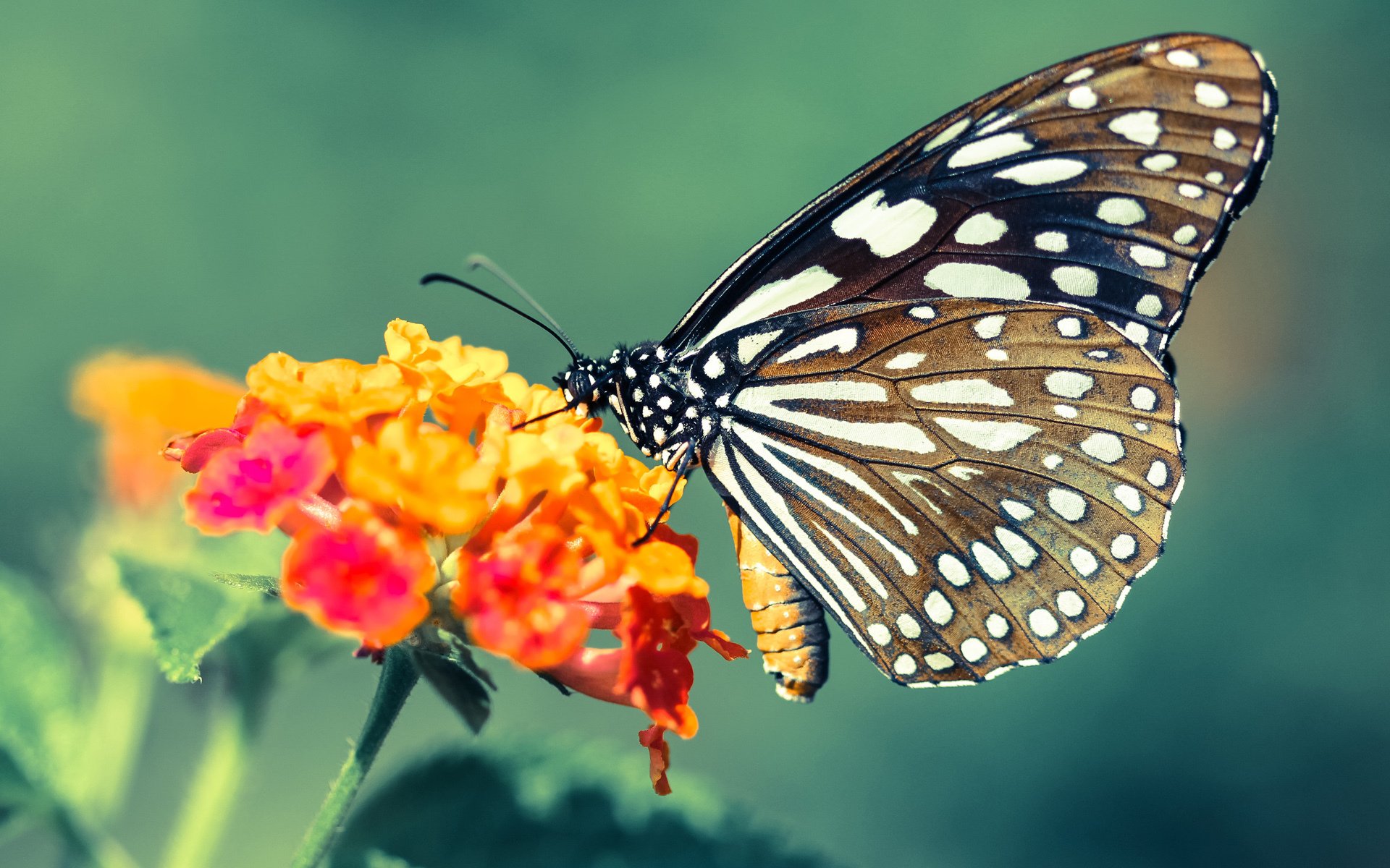 绿茵骑士与紫金军团，一场穿越时空的2026巅峰对决