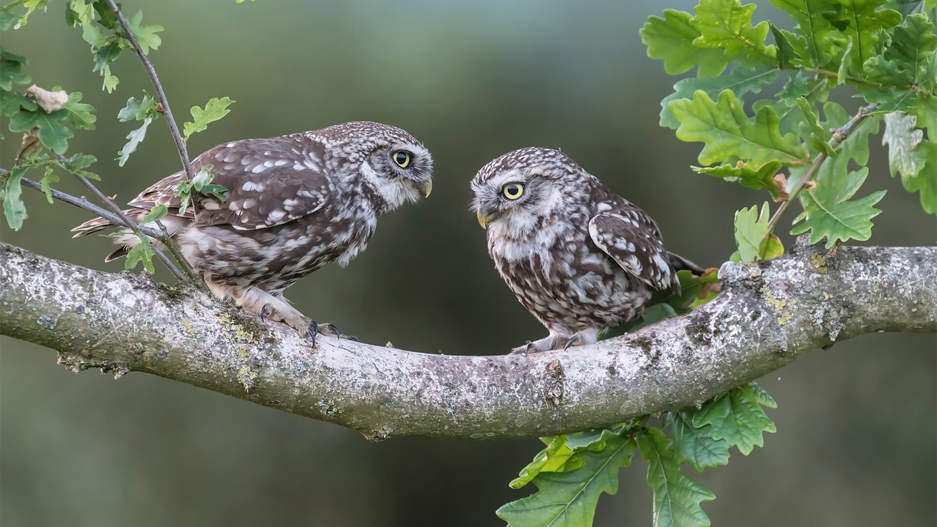 赛道直道冲刺与绿茵变奏,当F1争冠白热化遇上那不勒斯的欧冠突破